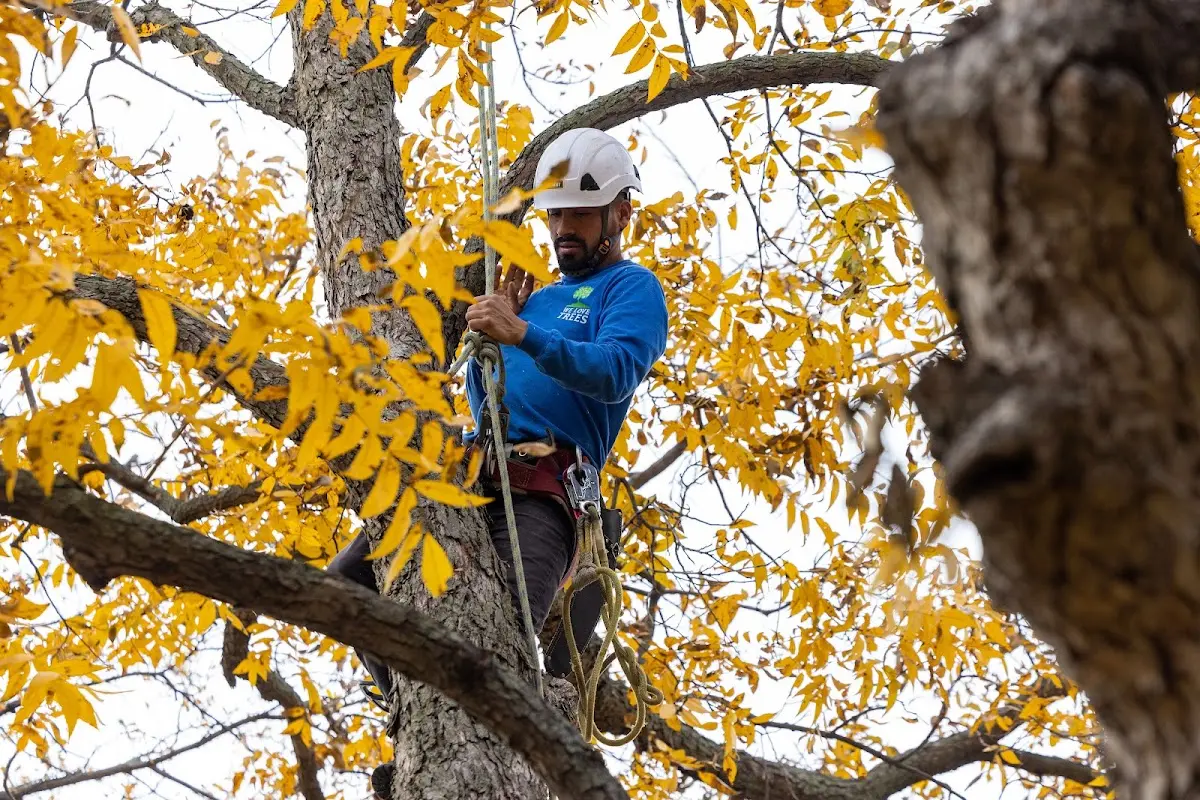 Skilled Emergency Tree Service crew working in Davidson
