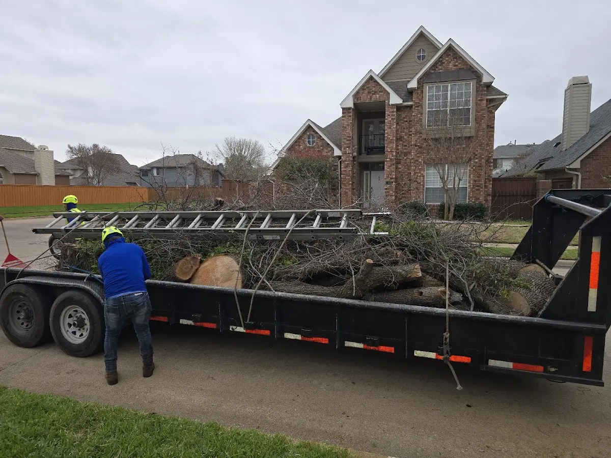 Expert Tree Removal with proper safety equipment in Davidson
